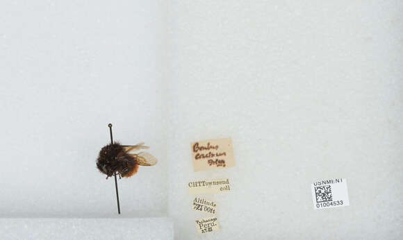 Image of Bombus coccineus Friese 1903