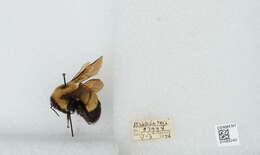 Слика од Bombus affinis Cresson 1864