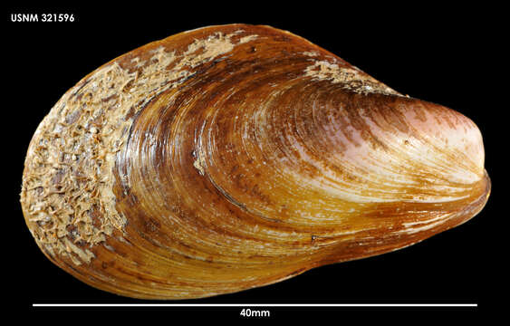 Image of Modiolus areolatus (Gould 1850)