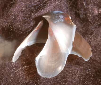 Image of Grimpoteuthis boylei Collins 2003