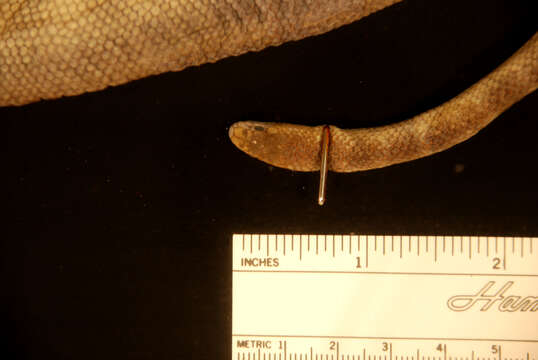 Image of Graceful Small Headed Seasnake