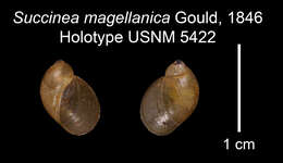 Image of Succinea magellanica A. Gould 1846