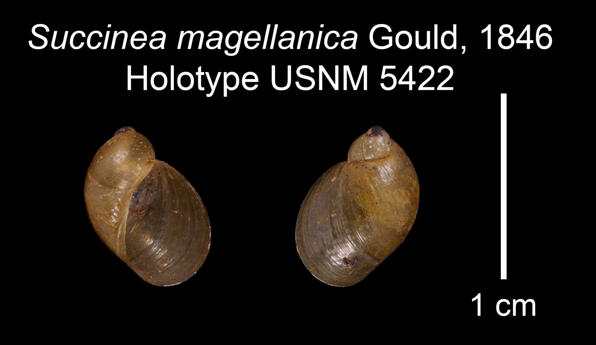 Image of Succinea magellanica A. Gould 1846