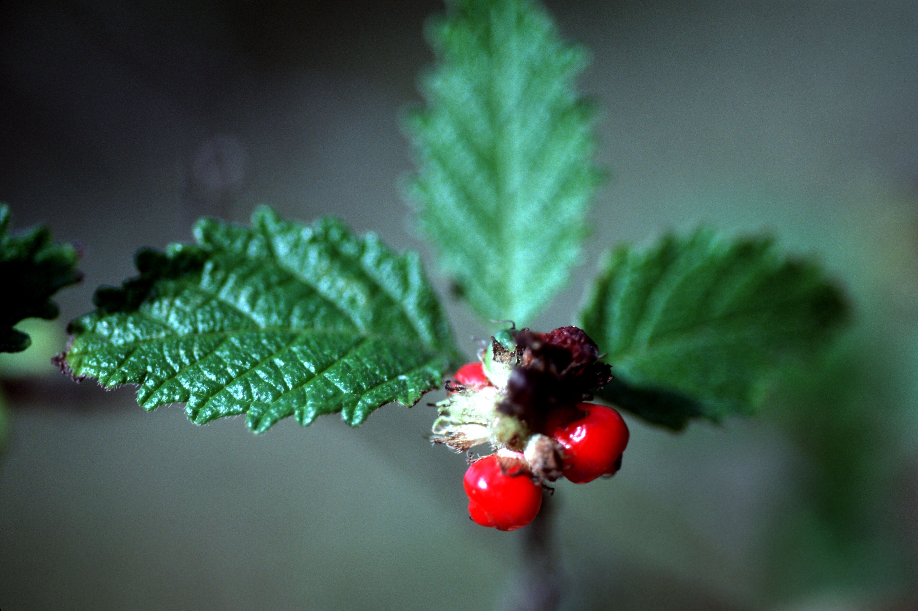 Image of curaciao bush