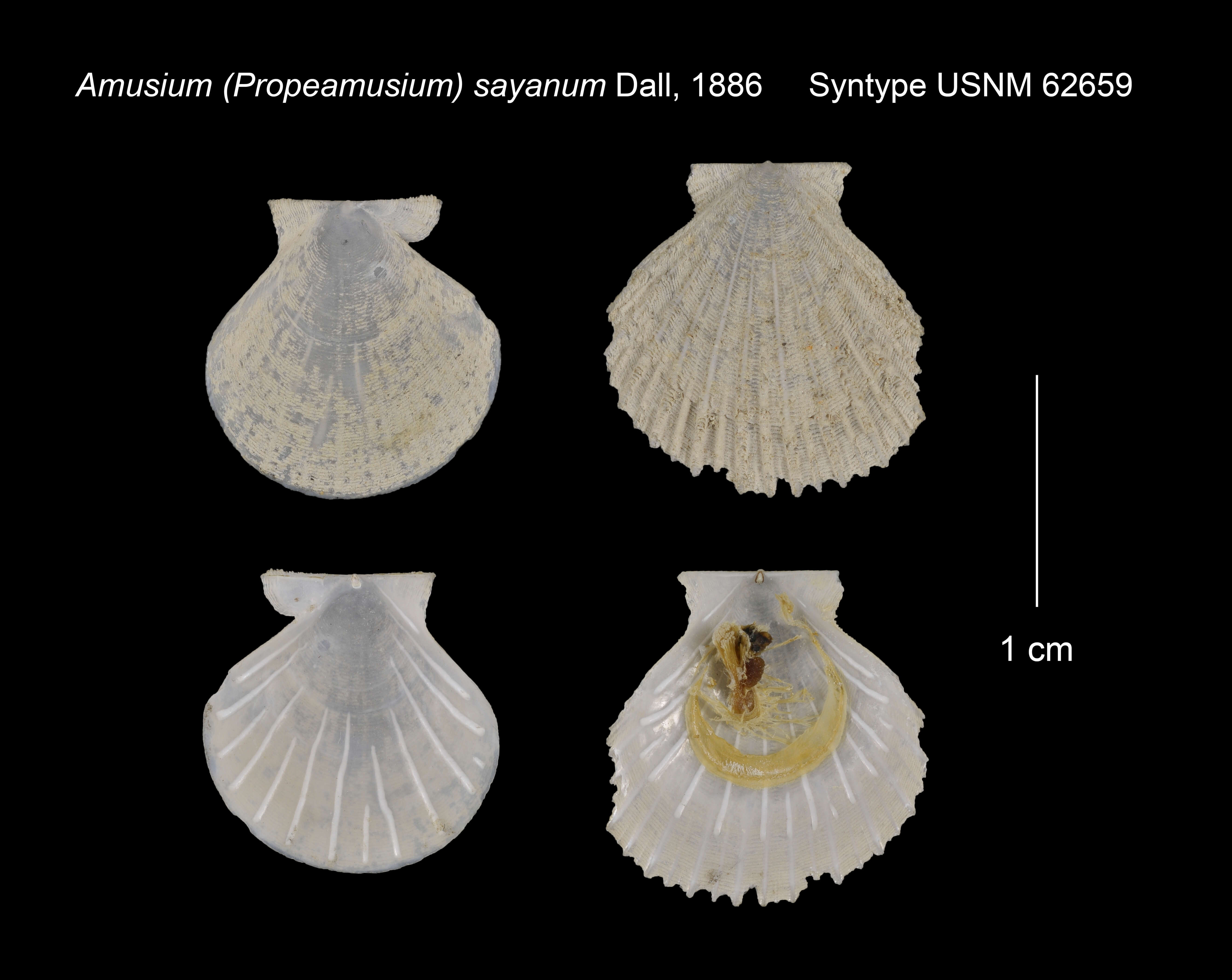 Plancia ëd Parvamussium sayanum (Dall 1886)