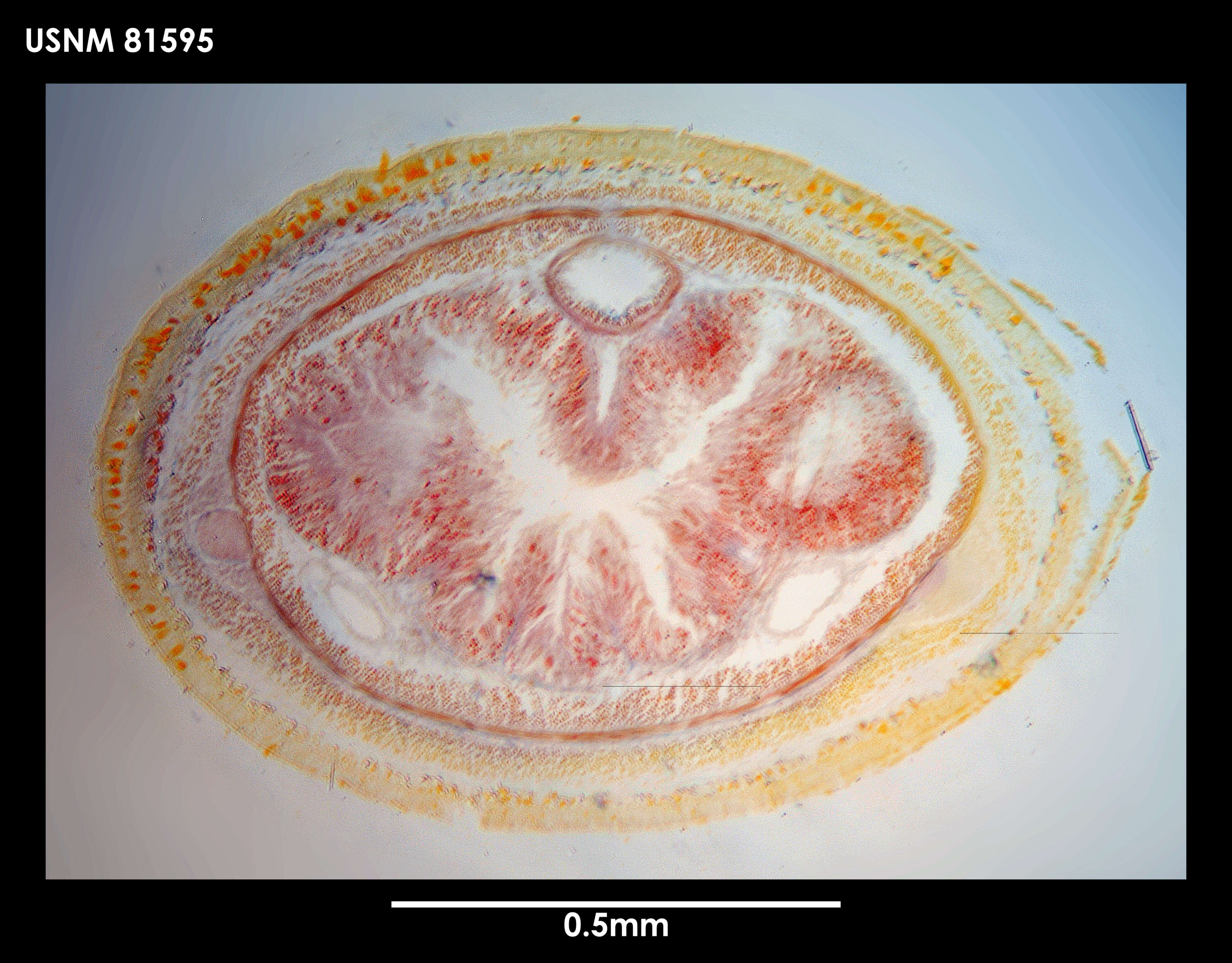 Image of Parborlasia landrumae Gibson 1985