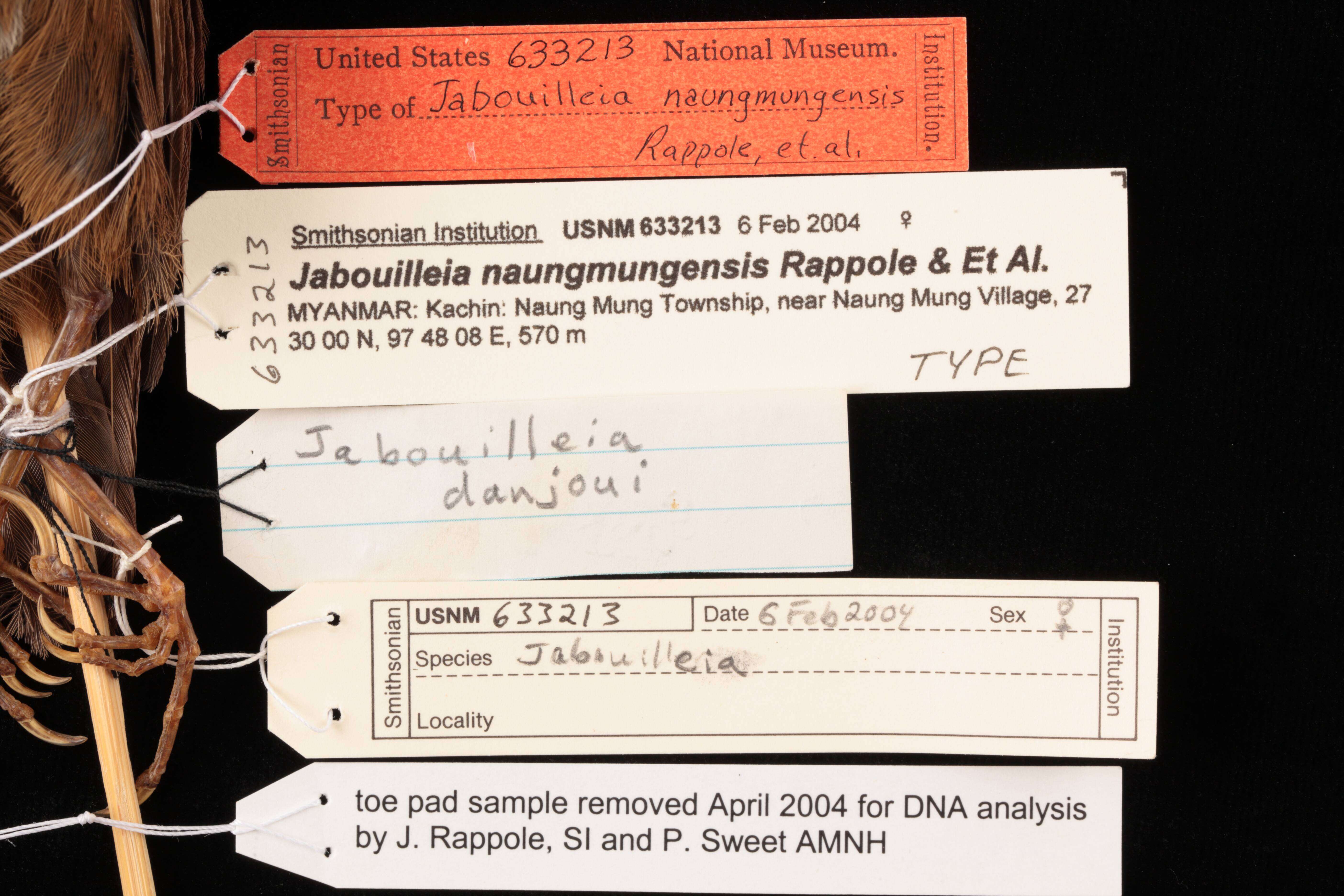 Image of Jabouilleia naungmungensis Rappole, Renner, Shwe & Sweet 2005
