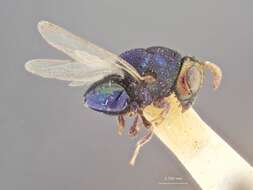 Image of Perilampus regalis Smulyan 1936