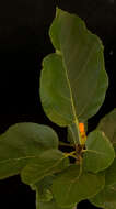 Image of Cordia dodecandra DC.