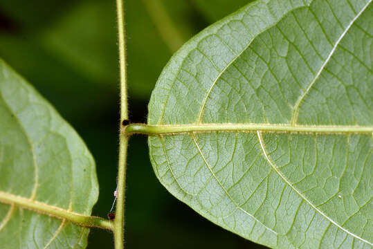 Image of Combretum decandrum Jacq.