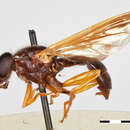 Odyneromyia valdiviformis Shannon & Aubertin 1933 resmi