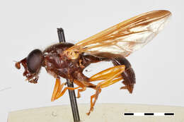 Odyneromyia valdiviformis Shannon & Aubertin 1933 resmi