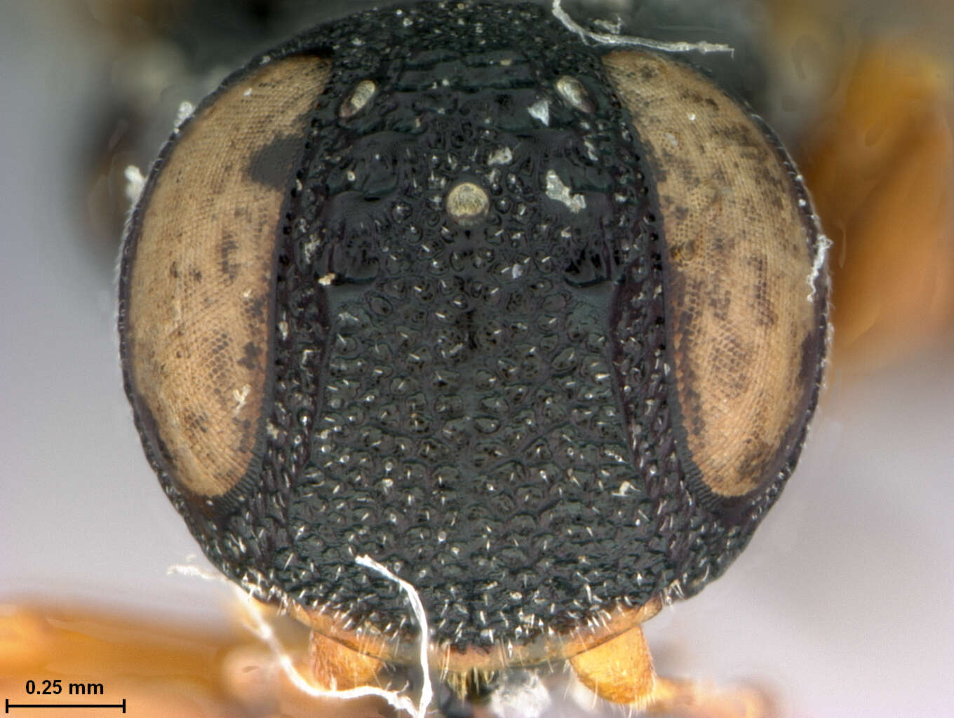 Image of Argentophrynopus