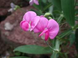 Lathyrus latifolius L. resmi