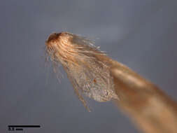 Image of tundragrass