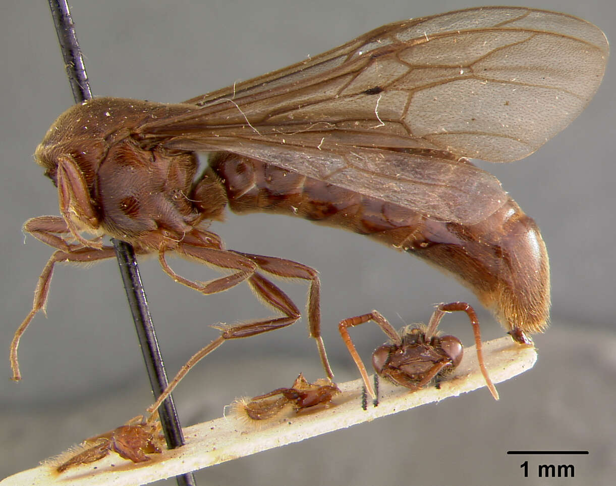 Image de Neivamyrmex scutellaris Borgmeier 1953