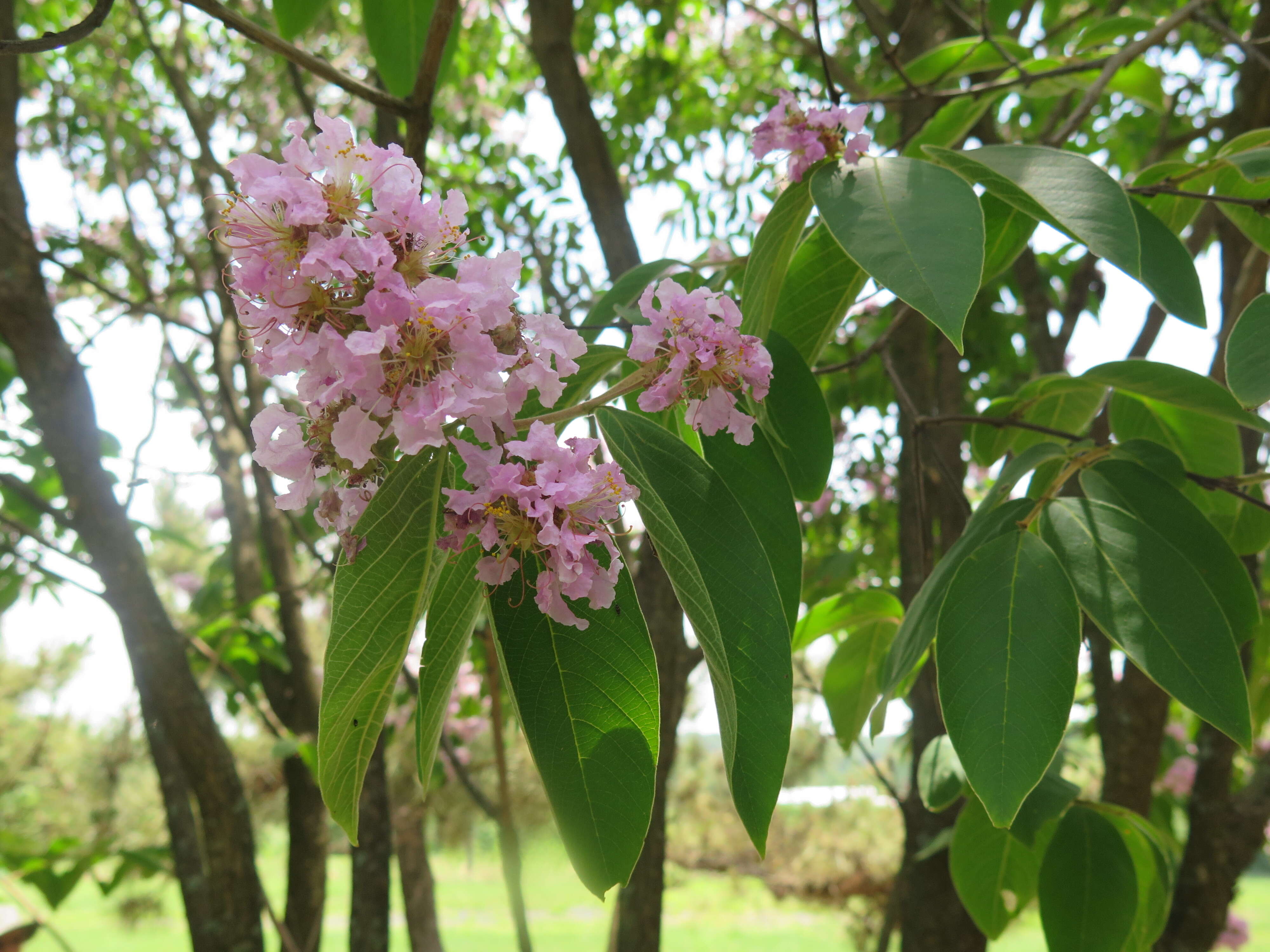 Image of Lagerstroemia limii Merr.