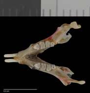 Image of Chaetodipus intermedius intermedius (Merriam 1889)