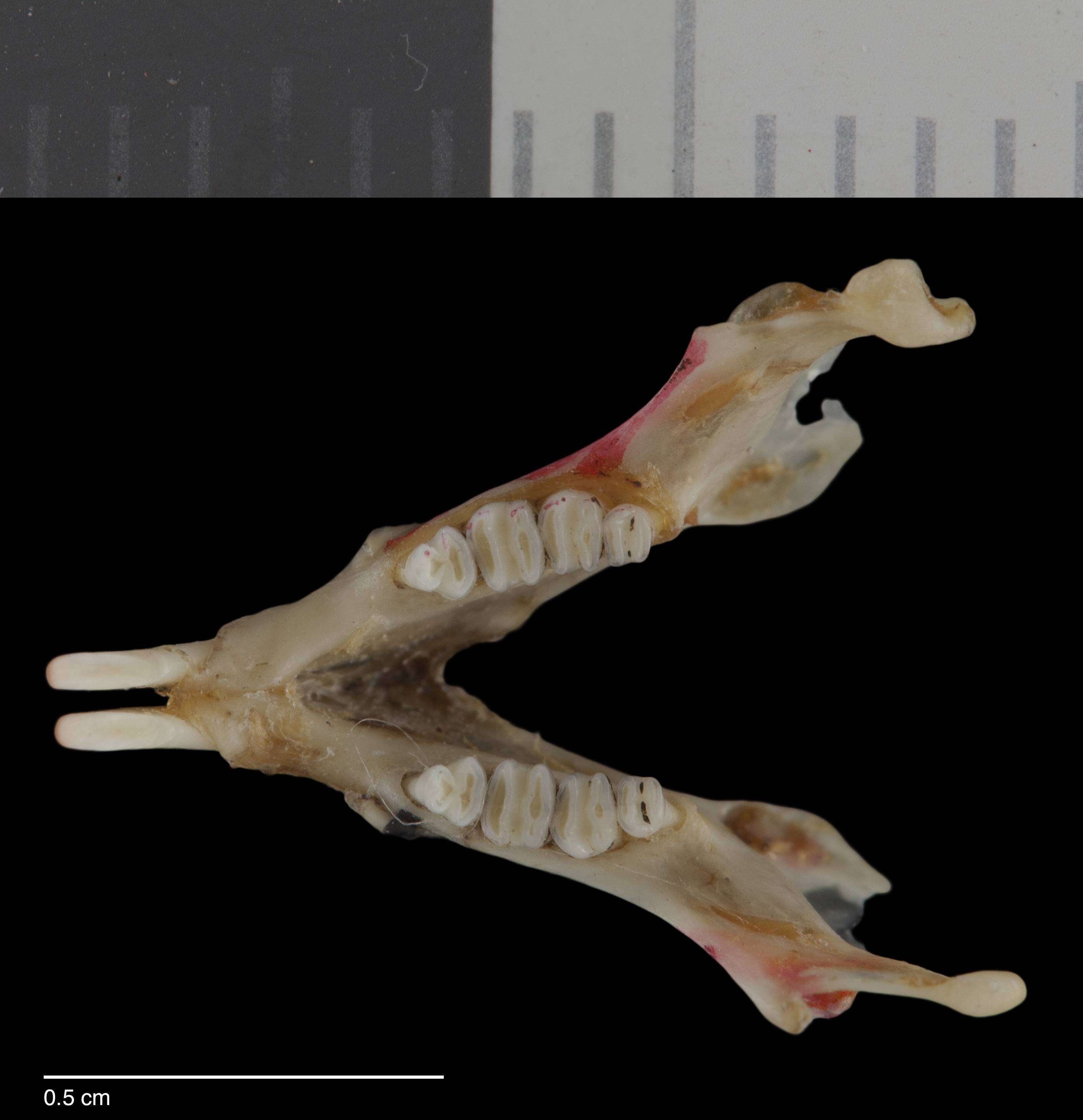 Image of Chaetodipus intermedius intermedius (Merriam 1889)