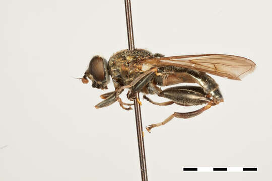 Imagem de Chalcosyrphus dubius (Shannon 1926)