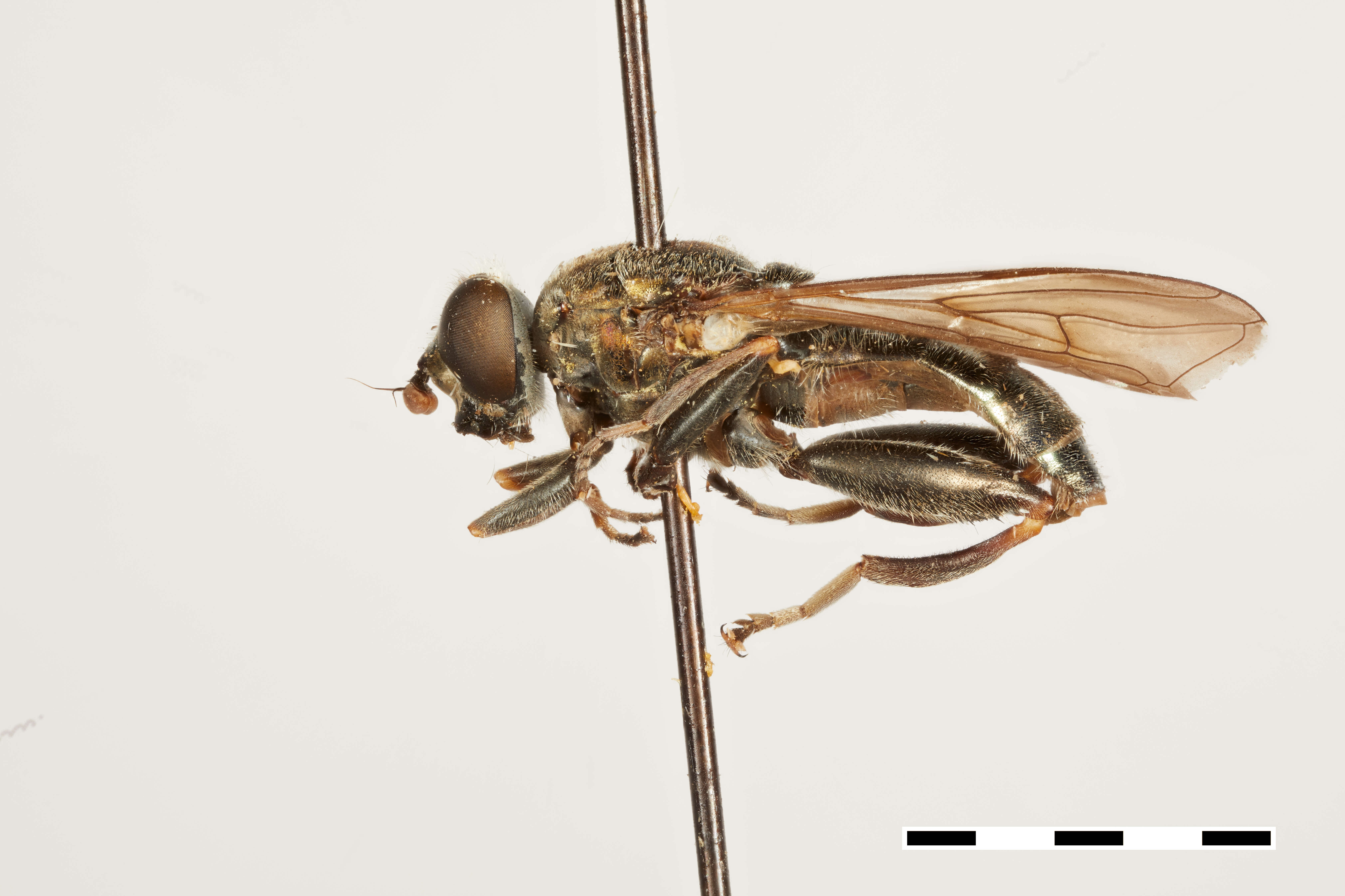 Image of Chalcosyrphus dubius (Shannon 1926)