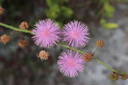 Image of Mimosa floridana