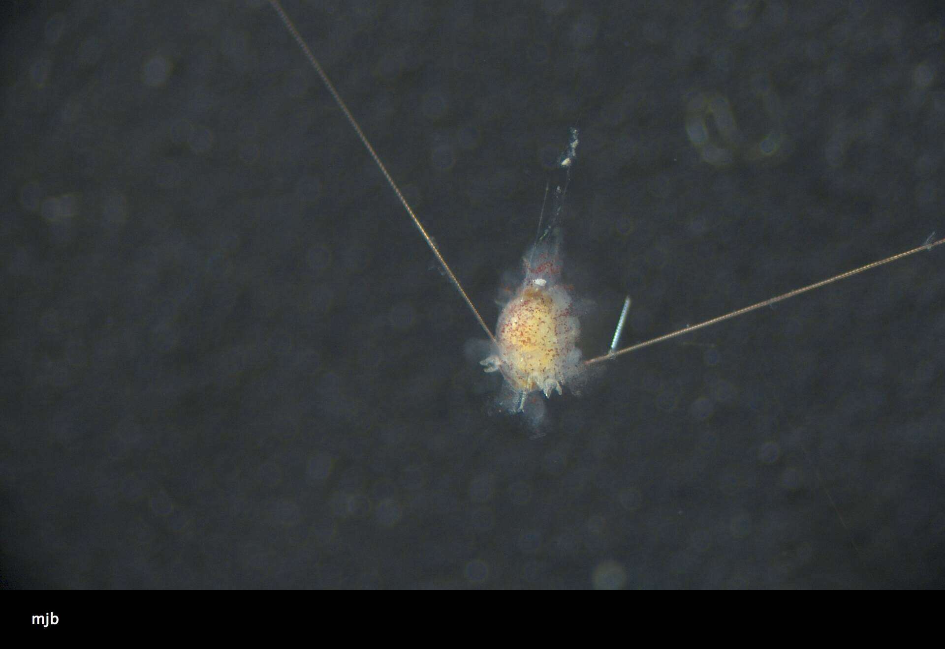 Image of slate pencil urchin