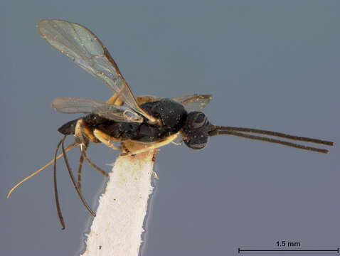 Image of Apanteles californicus Muesebeck 1921