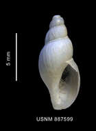 Image of Prosiphonidae