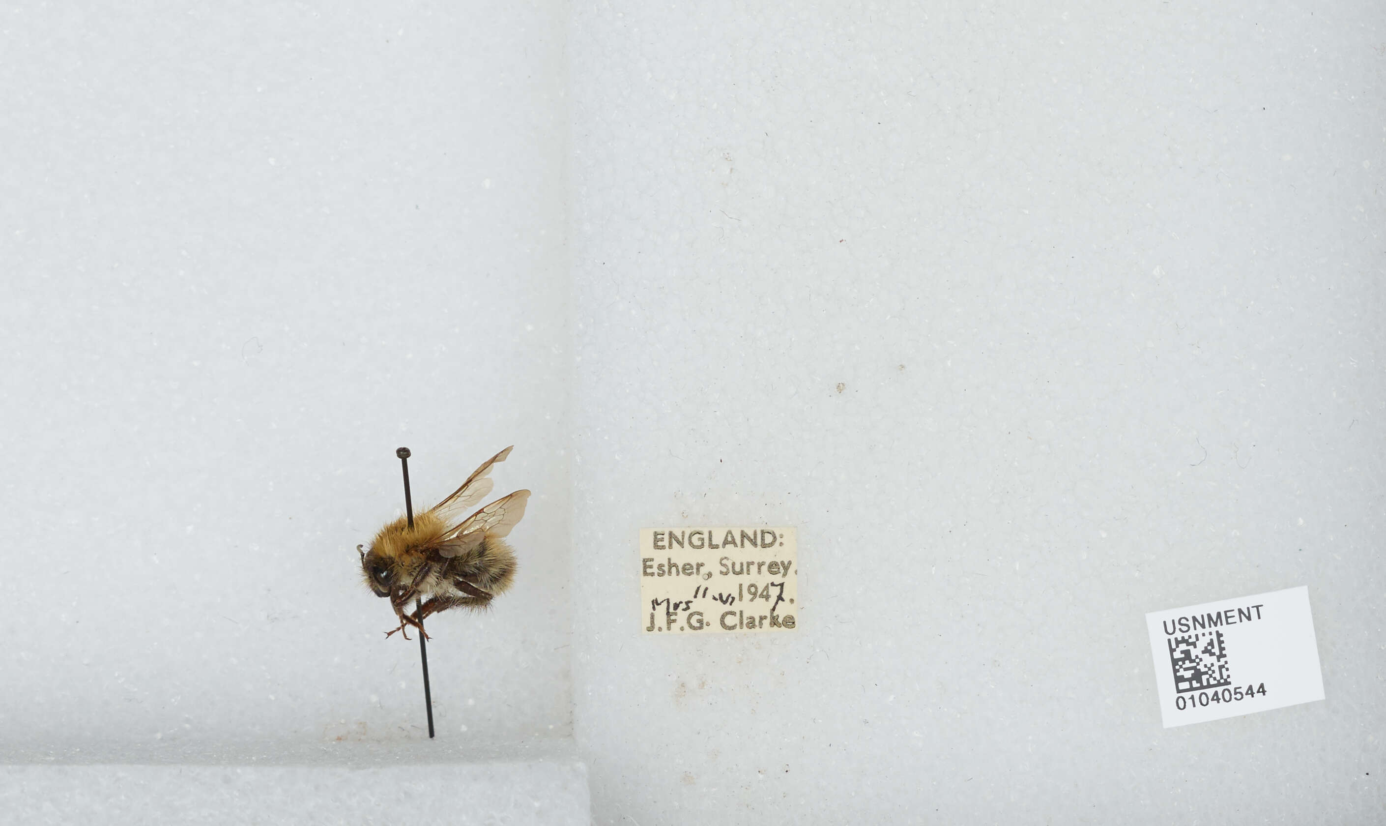 Image of Common carder bumblebee