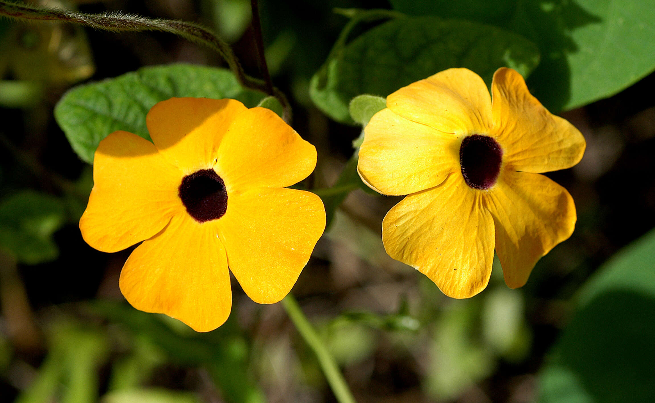 Image of blackeyed Susan vine