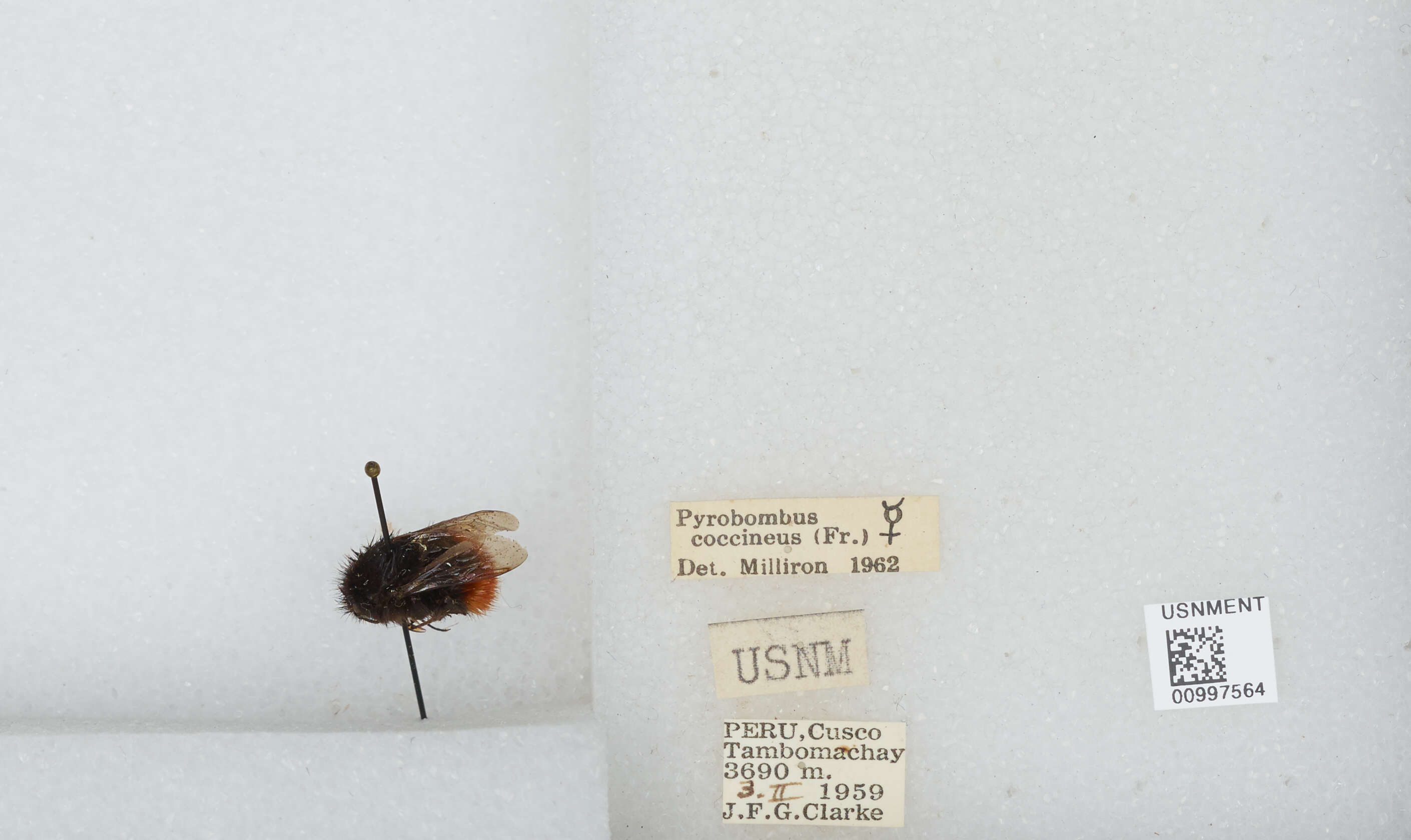 Image of Bombus coccineus Friese 1903