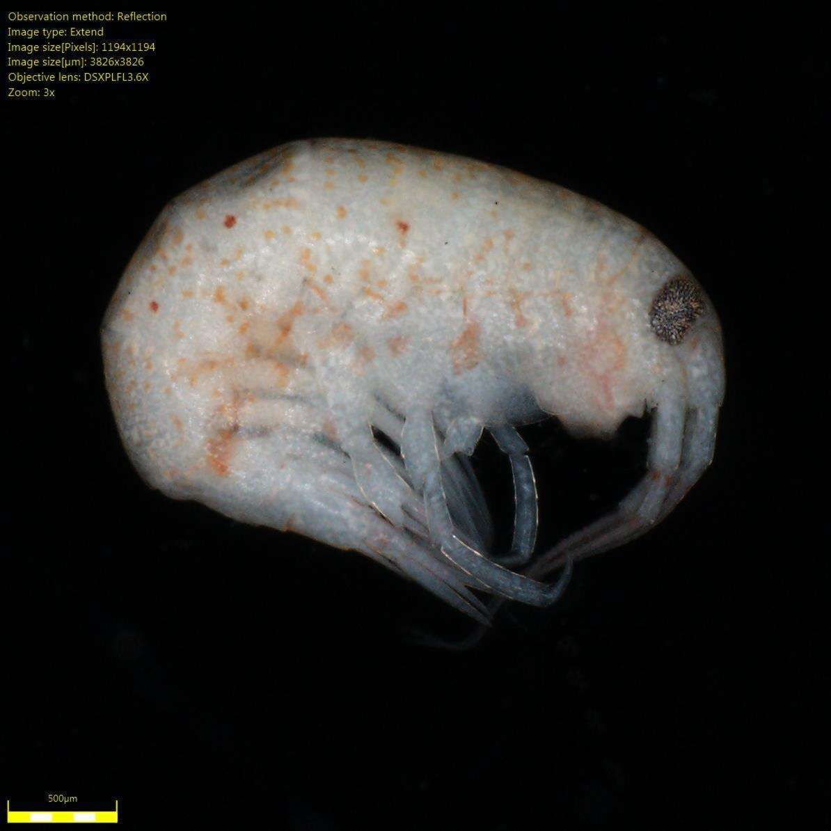 Image of Amphipoda