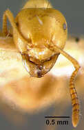 Imagem de <i>Lasius interjectus</i>