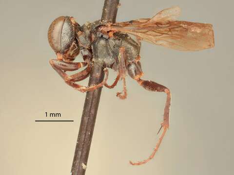 Plancia ëd Miscophus aenescens (Bridwell 1920)