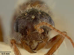 Image of Western Harvester Ant