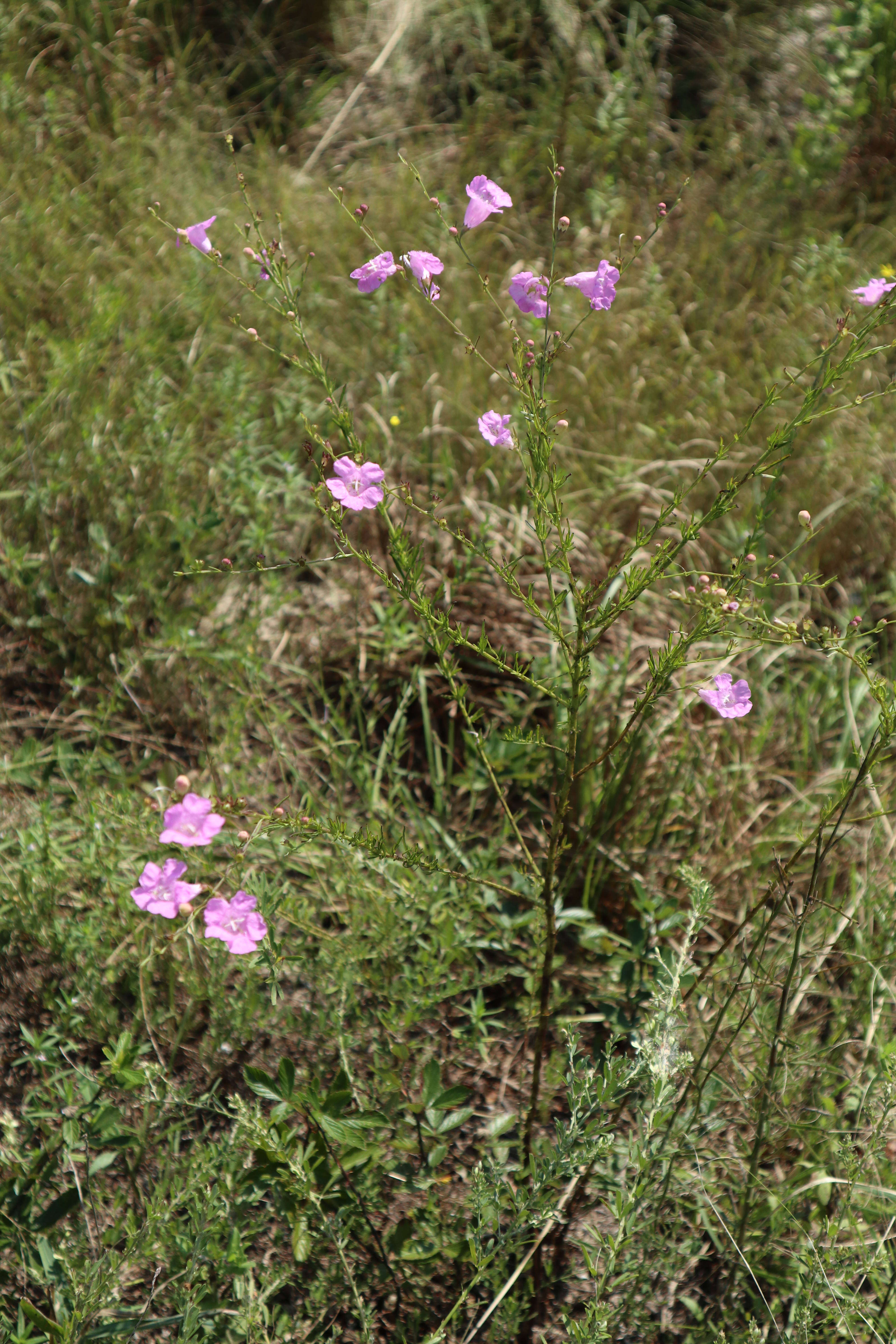 Image of Beach False Foxglove