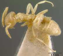 Image of Bothriomyrmex meridionalis (Roger 1863)