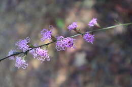 Image de Liatris elegantula (E. Greene) Schumann