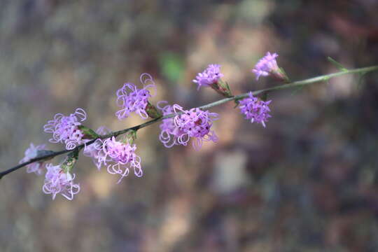 Image de Liatris elegantula (E. Greene) Schumann