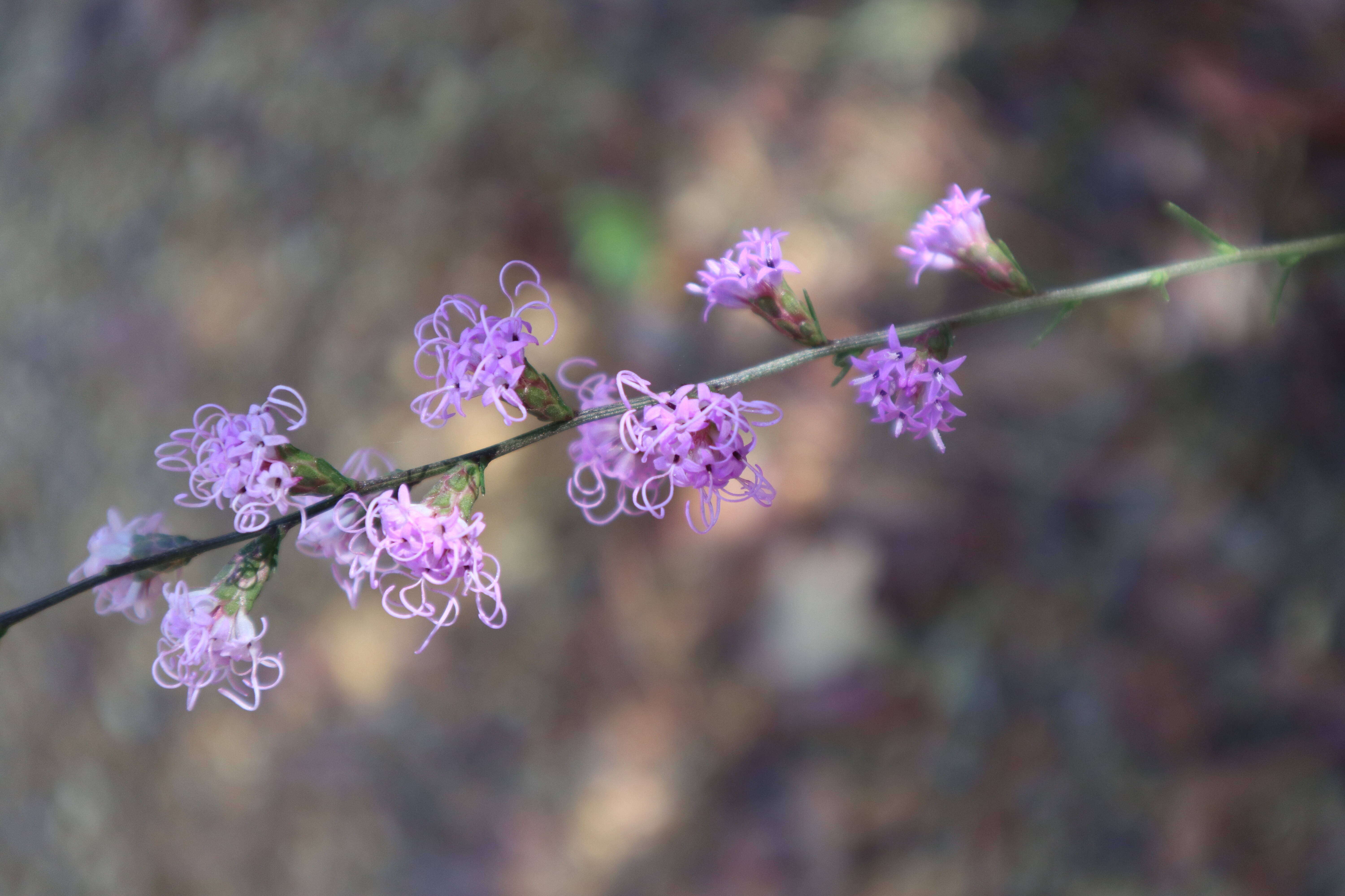 Слика од Liatris elegantula (E. Greene) Schumann