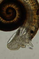 Image of Ammonicera Vayssière 1893