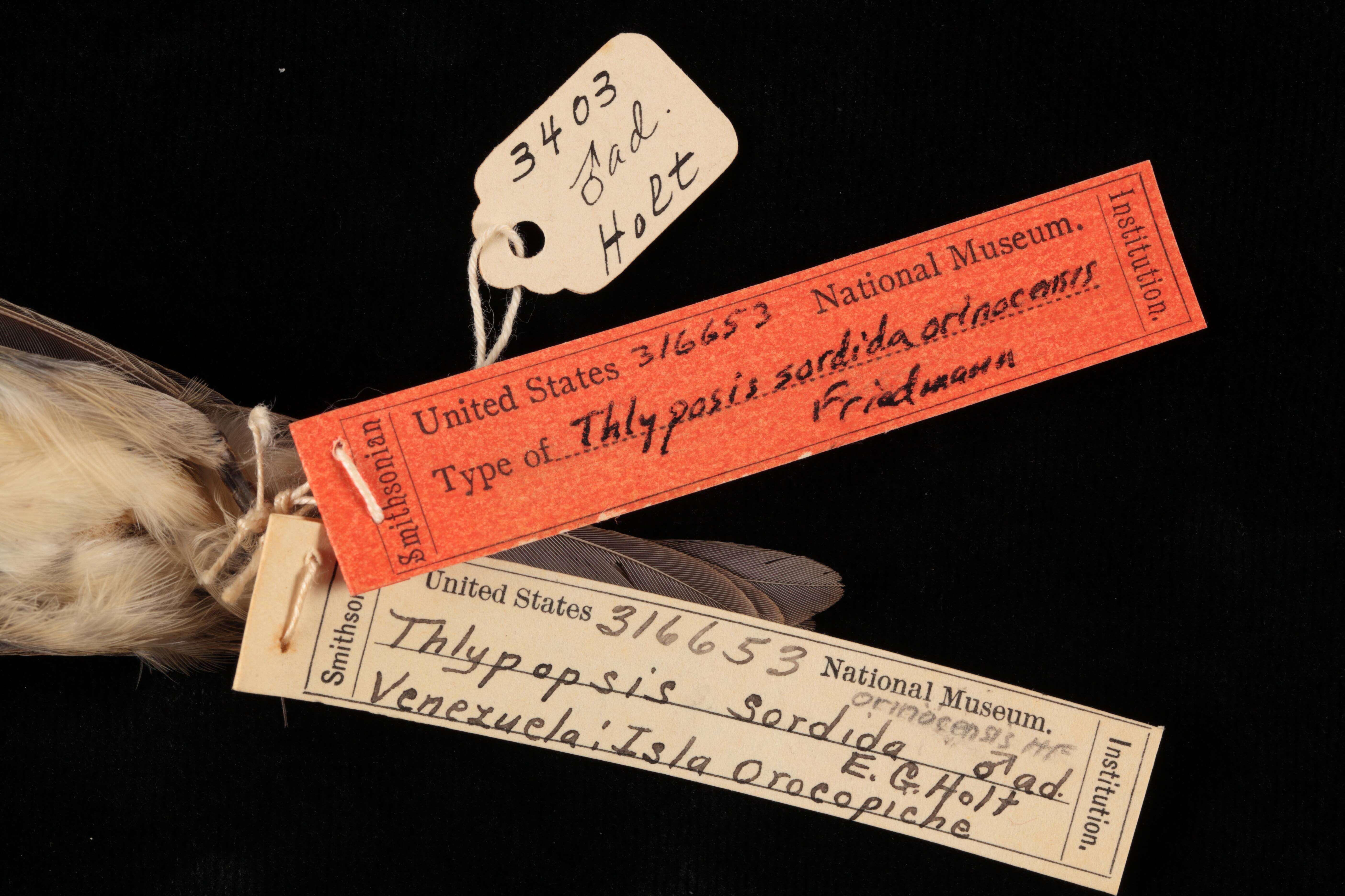 Thlypopsis sordida orinocensis Friedmann 1942的圖片