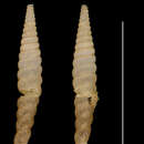 Imagem de <i>Brachypodella menciae</i> Torre & Bartsch