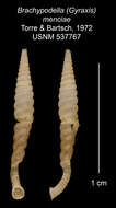 Image of <i>Brachypodella menciae</i> Torre & Bartsch