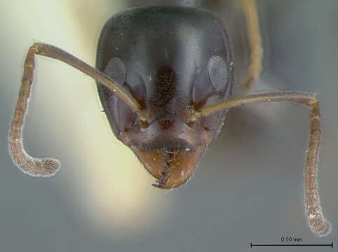 Image of Iridomyrmex albitarsus Wheeler 1927