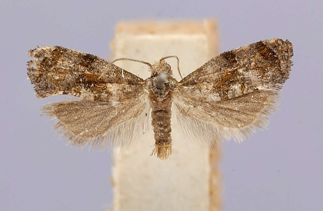 Image of Rolandylis fusca Pogue 2001