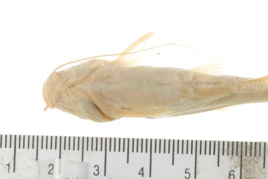 Image of Catfish