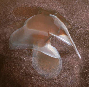 Image of Neoteuthis Naef 1921