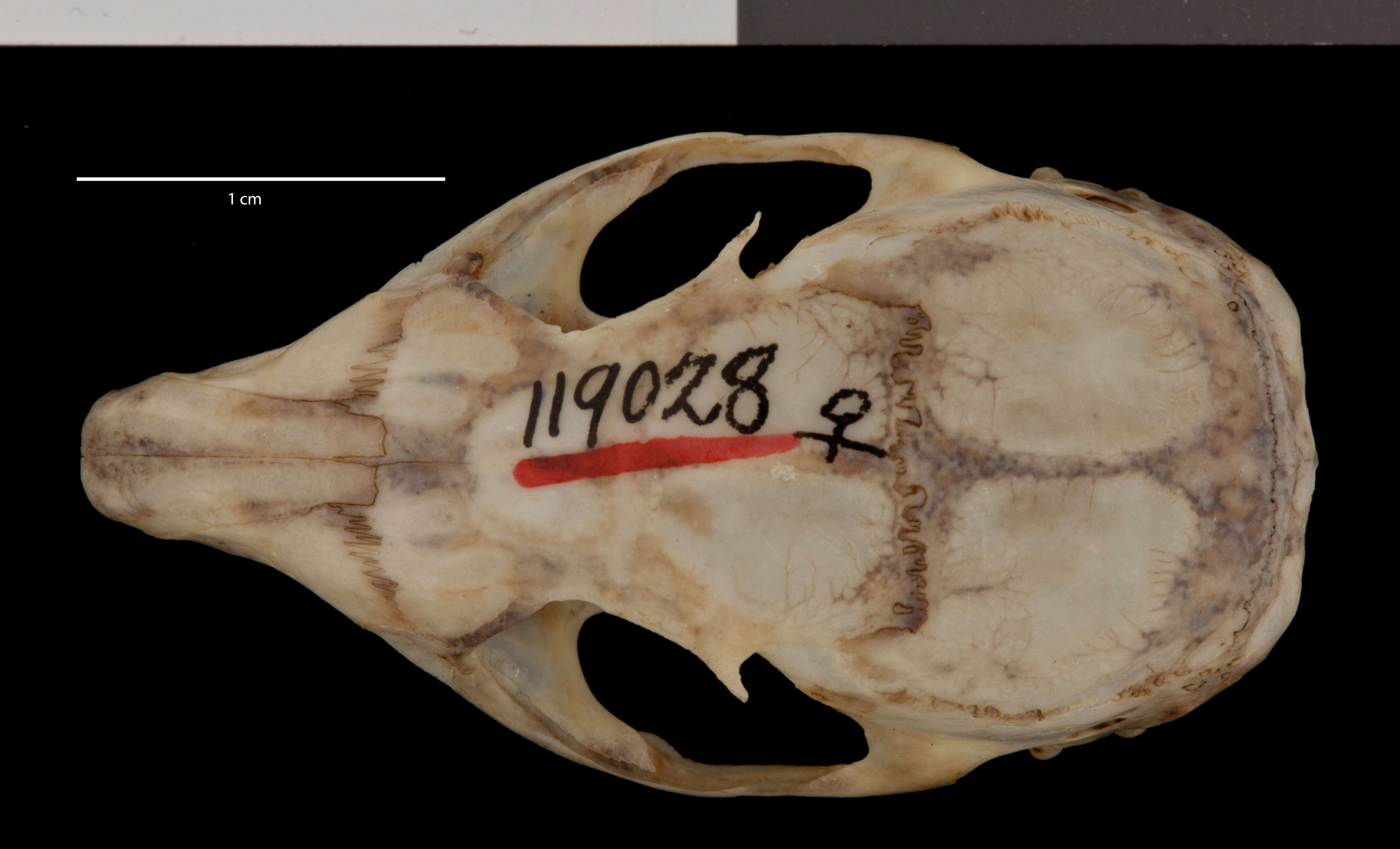 Image of Tamias minimus atristriatus (V. Bailey 1913)